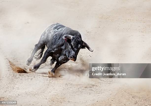 bull charging across sand creating dust cloud - 公牛 個照片及圖片檔