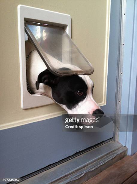 dog trying to get out of cat flap - doggie door stock pictures, royalty-free photos & images