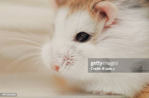 show us your hamsters! - roborovski hamster stock pictures, royalty-free photos & images