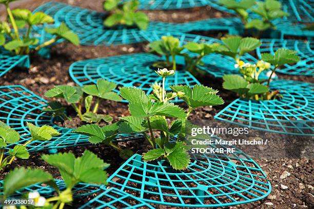 strawberry plants in garden - unterföhring münchen stock pictures, royalty-free photos & images
