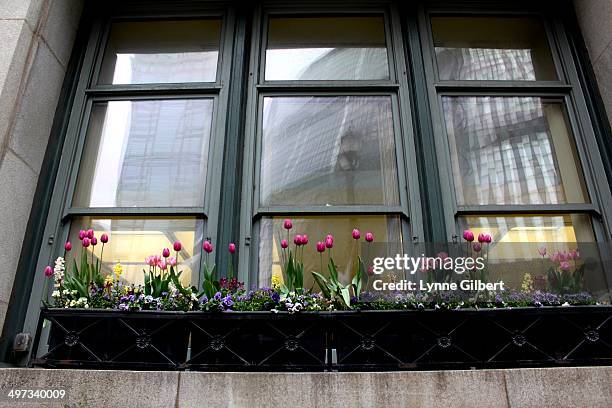 Tulip Window Box Tulips Window Box Photos and Premium High Res Pictures - Getty Images