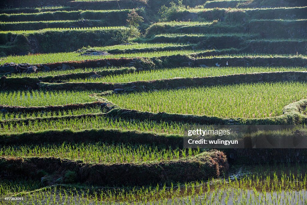 Terraces of Guizhou village, China