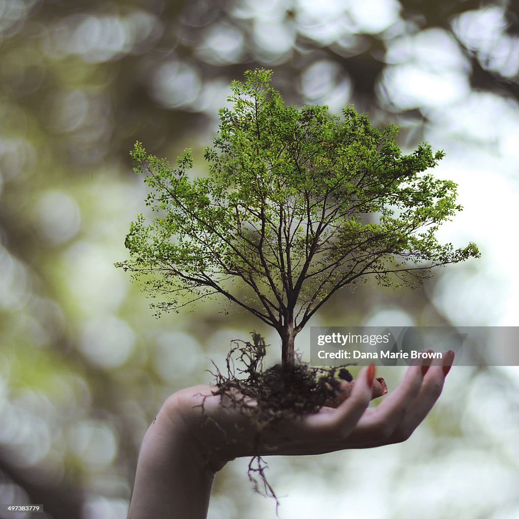Plant a tree; watch it grow