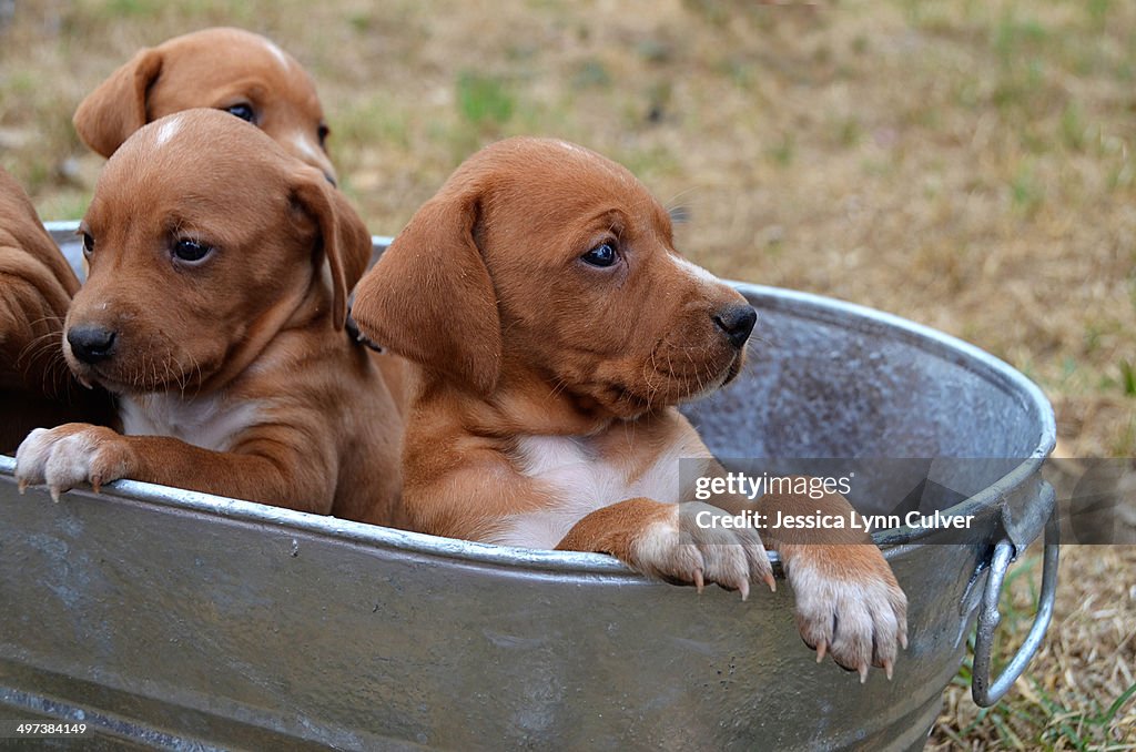 Mixed breed puppies sitting in a galvanized pail.