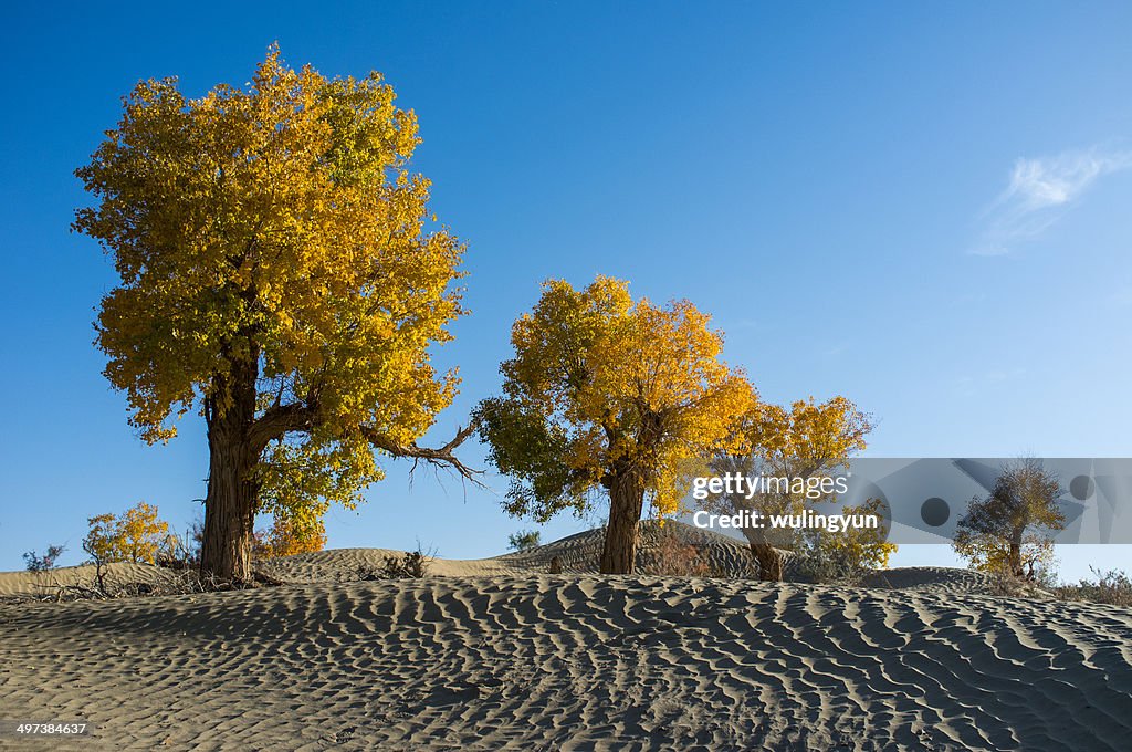 Hu poplar in desert