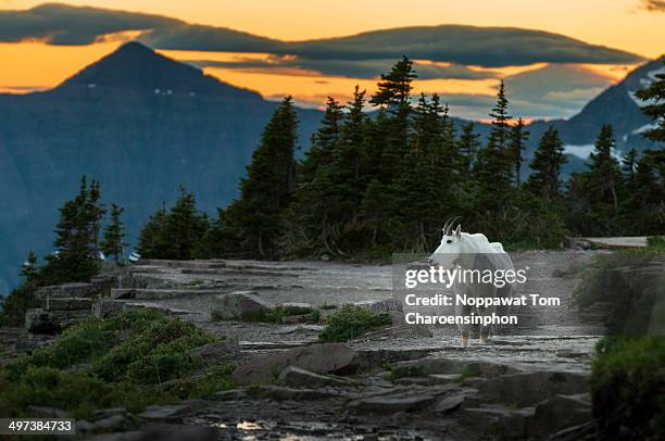 mountain goat at glacier national park - montana moody sky stock pictures, royalty-free photos & images