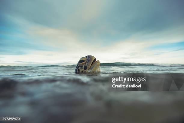 the green sea turtle (chelonia mydas), hikkaduwa. - sea turtle stock pictures, royalty-free photos & images