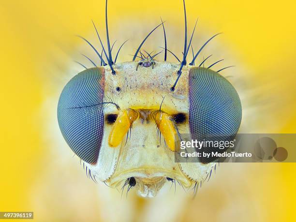 common fruit fly (drosophila melanogaster) - fruit flies stock pictures, royalty-free photos & images