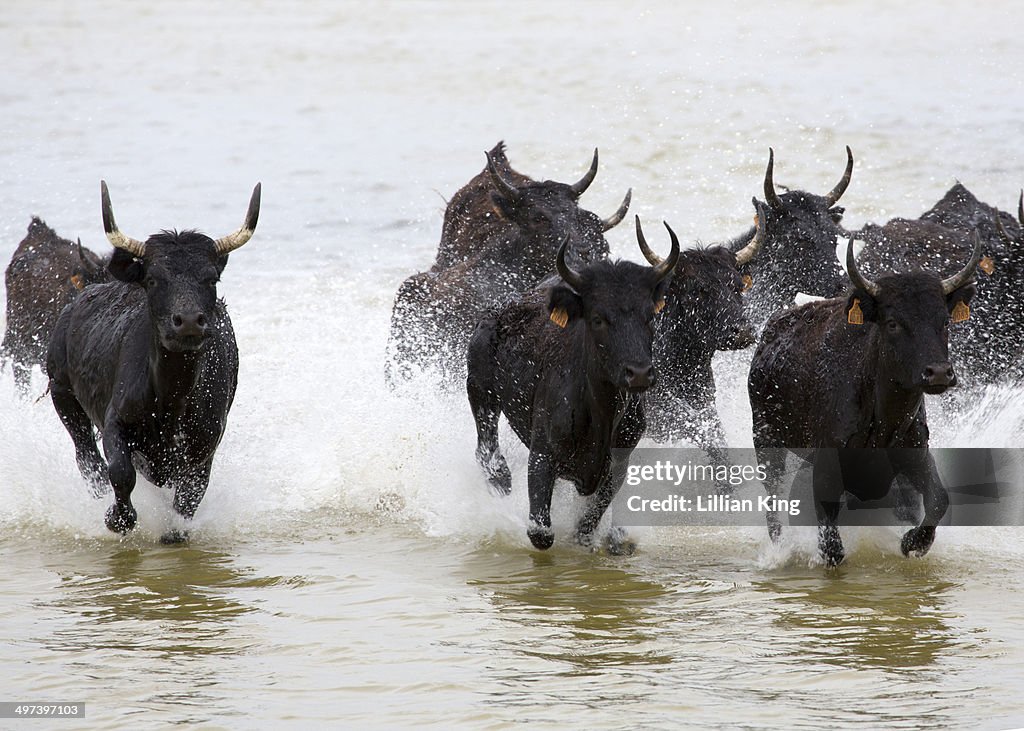 Black Bulls racing