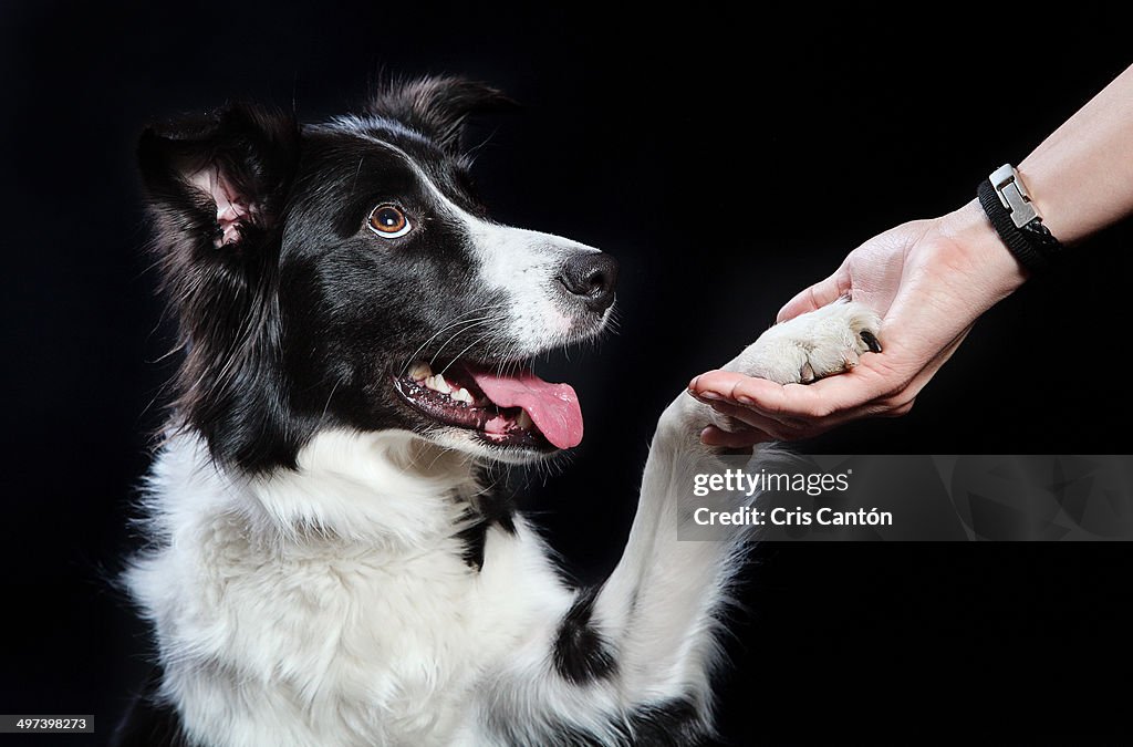 Border Collie giving a paw