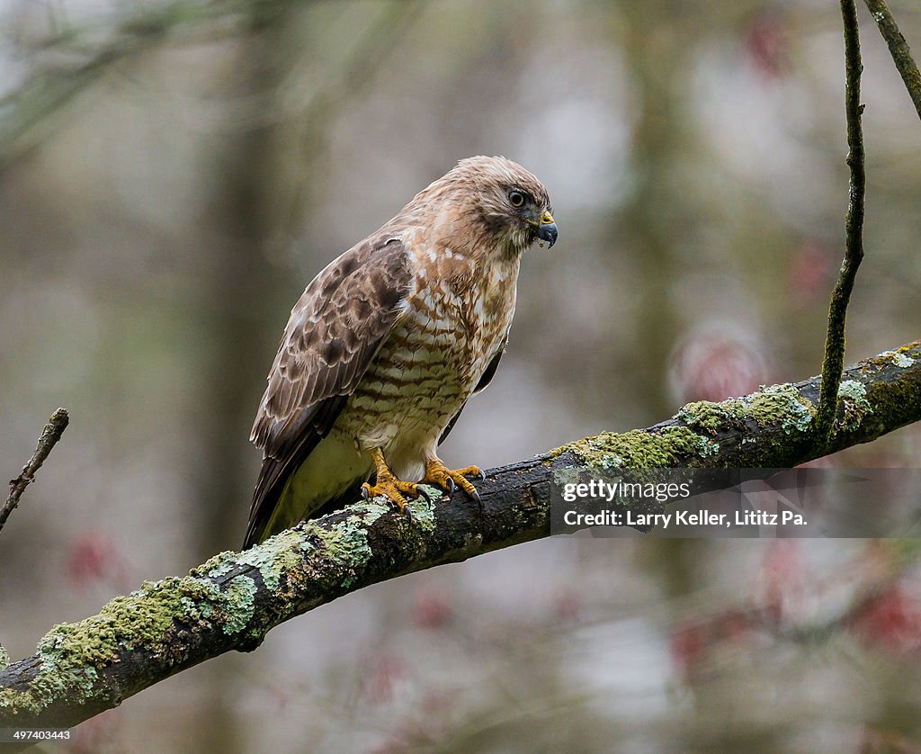 Broad-Wing Hawk