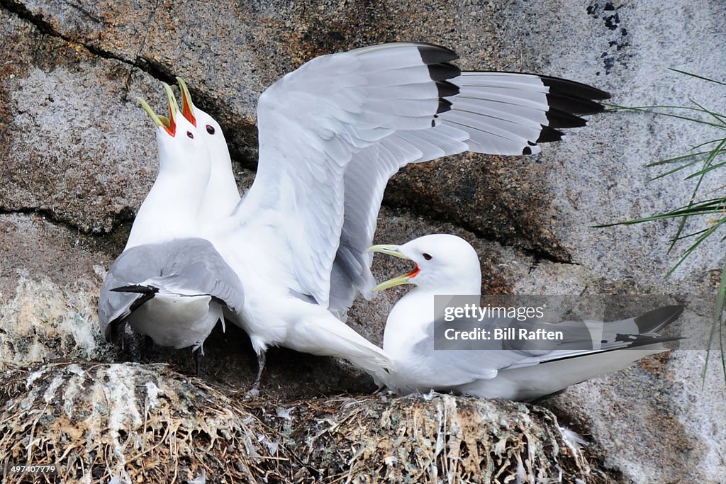 Black Legged Kittywakes on Chiswell Island