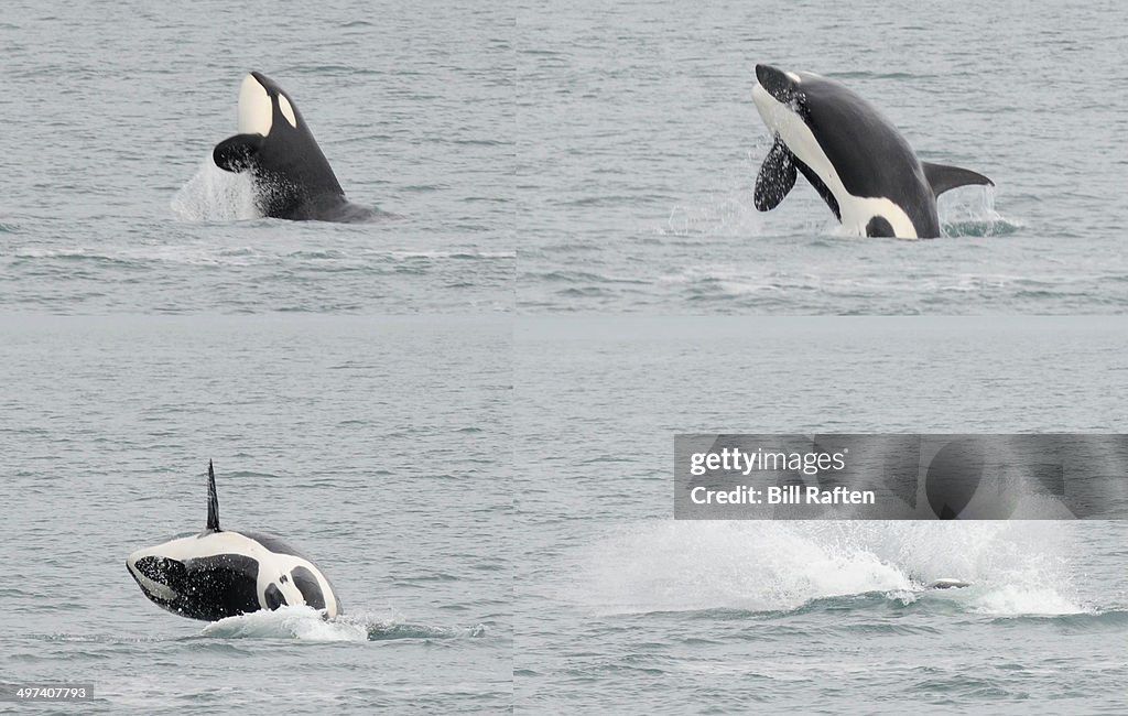 Sequence of Orac breaching surface - killer whale