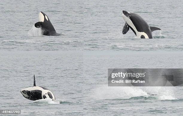 sequence of orac breaching surface - killer whale - breaching stock pictures, royalty-free photos & images