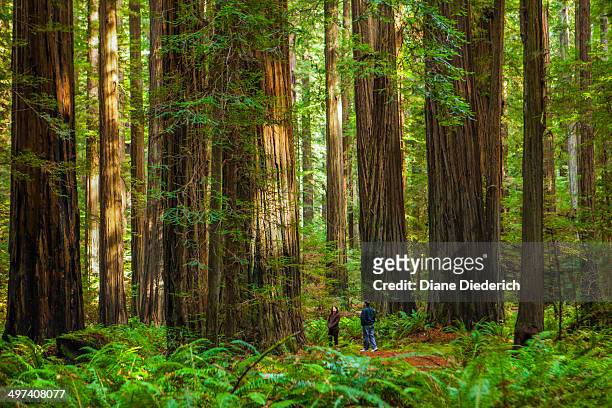 redwood forest - diane diederich stock-fotos und bilder