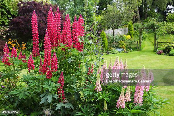 english country garden with pink lupins. - surrey england stock pictures, royalty-free photos & images