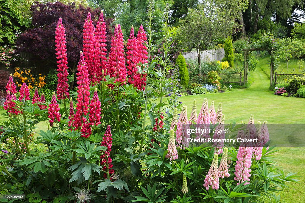 English country garden with pink lupins.