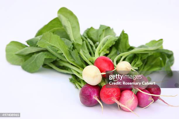 organic easter egg radishes in a bunch. - radijs stockfoto's en -beelden