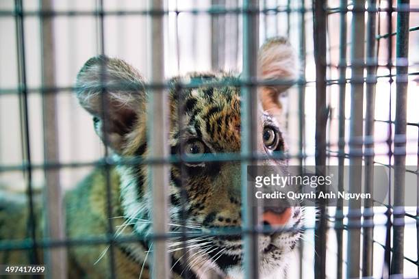 tiger cub in the cage - tiger cub - fotografias e filmes do acervo