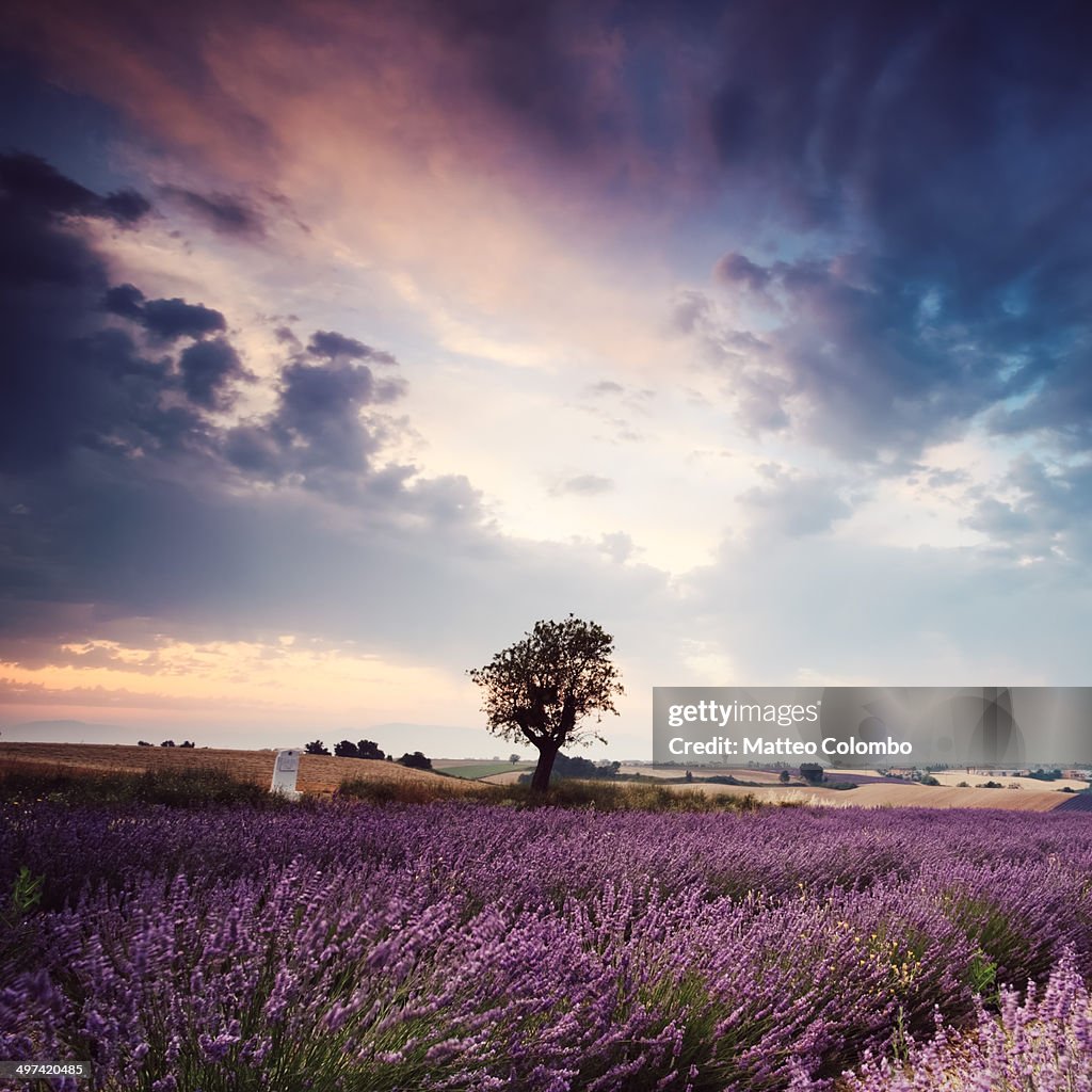 Lavender field at sunrise with single tree