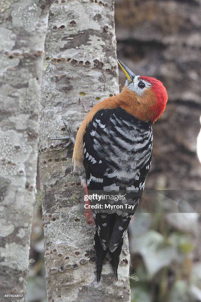 Rufous-bellied Woodpecker