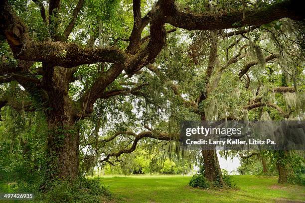 oak trees and spanish moss - beaufort sc stock pictures, royalty-free photos & images