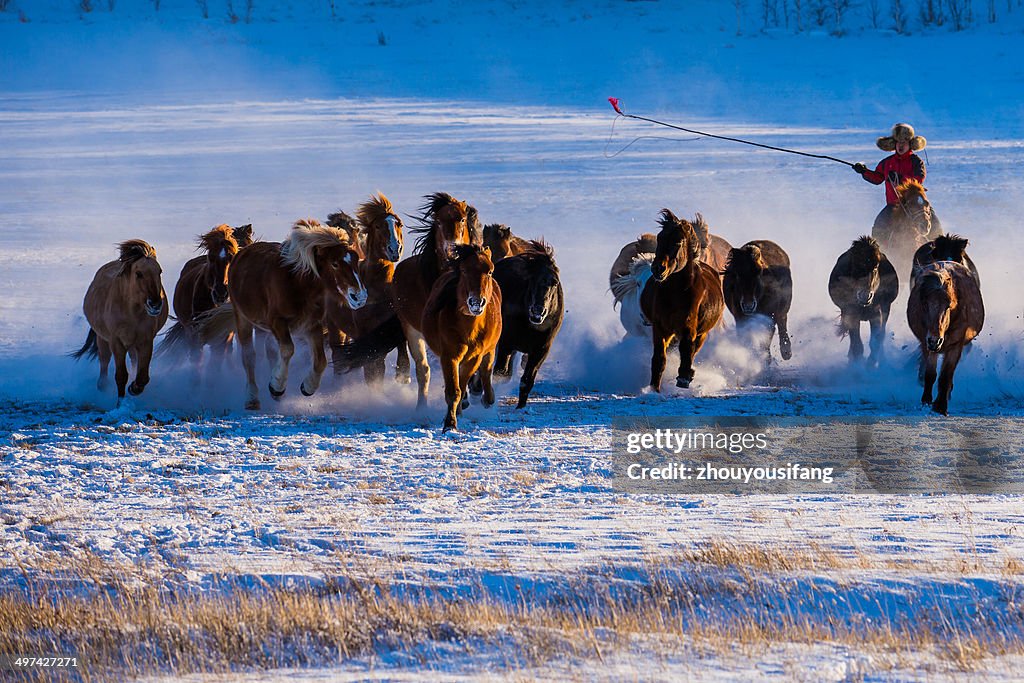 Running of the horses!