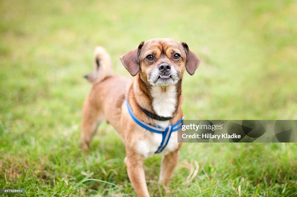 Dog standing with underbite