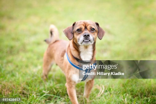 Yellow Chihuahua Beagle Cross Pug Beagle Chihuahua Mix Dog