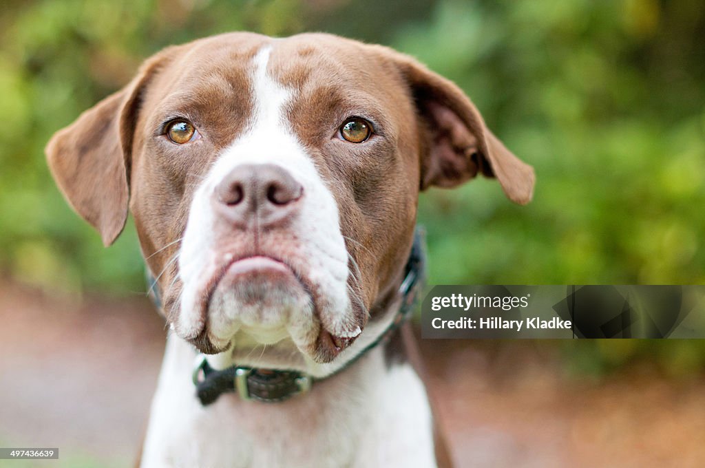 Super Grumpy Dog High-Res Stock Photo - Getty Images