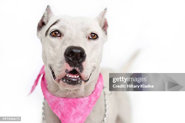 dogo argentino wearing pink bandana - dogo stock pictures, royalty-free photos & images