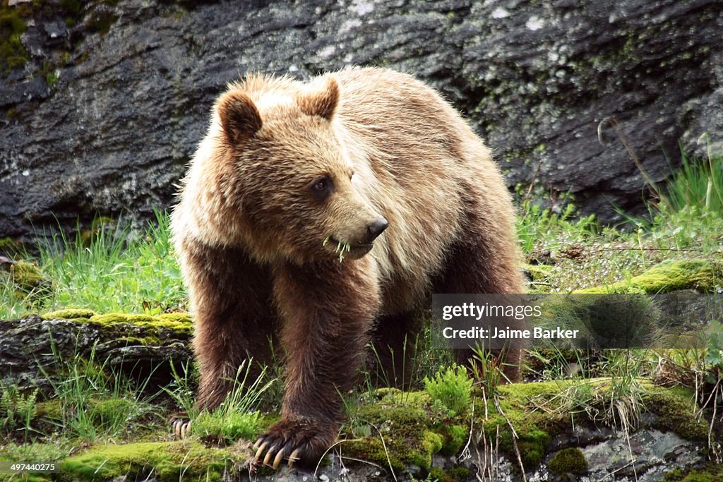 Grizzly Bear