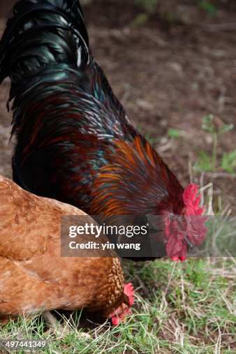 A hen and a rooster A hen and a rooster