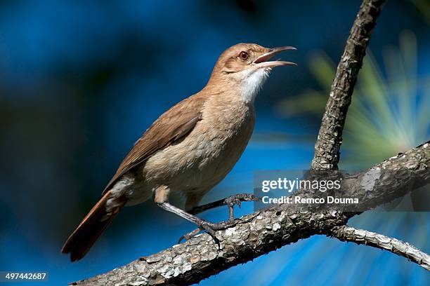 a rufous hornero - rufous hornero stock pictures, royalty-free photos & images
