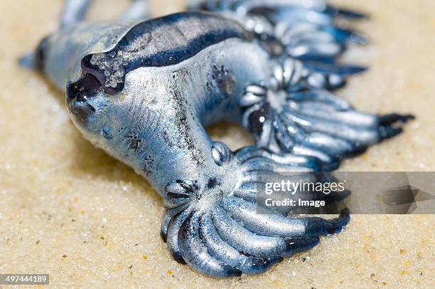 blue dragon - glaucus atlanticus - moreton island stockfoto's en -beelden