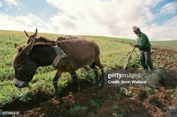 19 Donkey Pulling Plough Stock Photos High Res Pictures And Images 19-donkey-pulling-plough-stock-photos-high-res-pictures-and-images