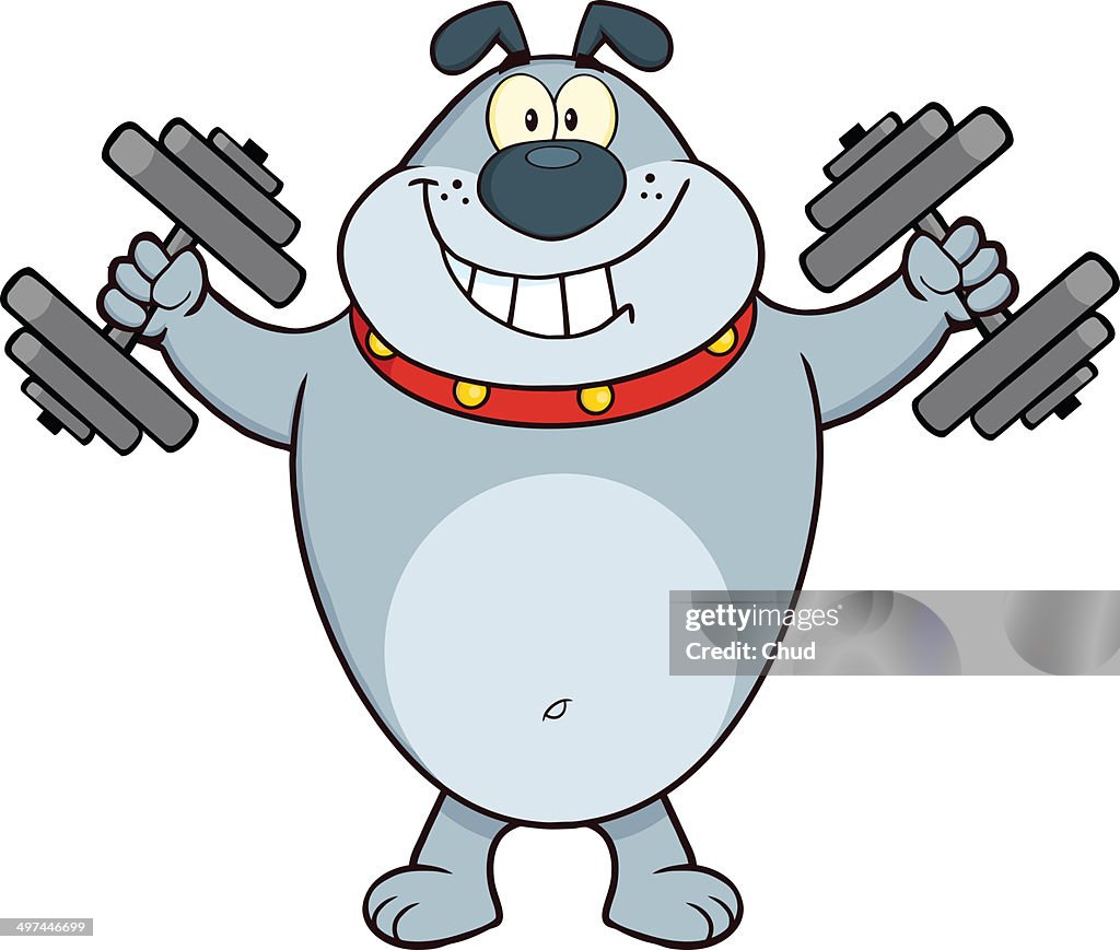 Smiling gray bulldog training