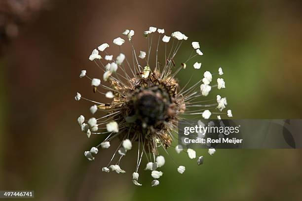 top view stamens of ribwort plantain - plantago lanceolata stock pictures, royalty-free photos & images