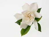 Beautiful white gardenia isolated on white background