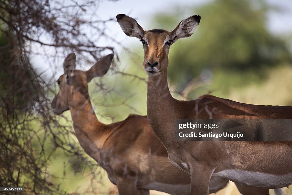 Two impalas on the shade of a tree
