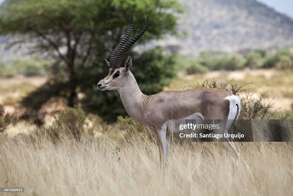 Grant gazelle in Samburu National Park