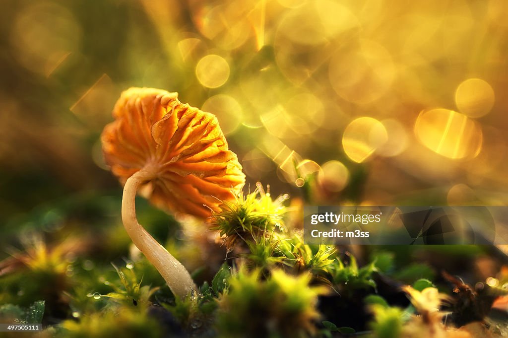 Closeup photo of a mushroom at sunset