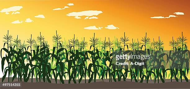 cornfield - corn stock illustrations