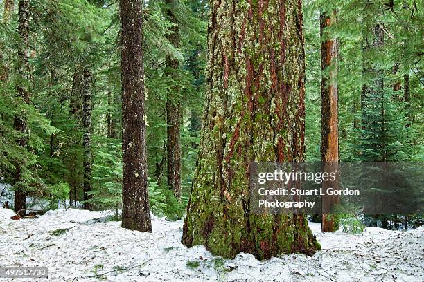 old growth forest - douglas fir stock pictures, royalty-free photos & images