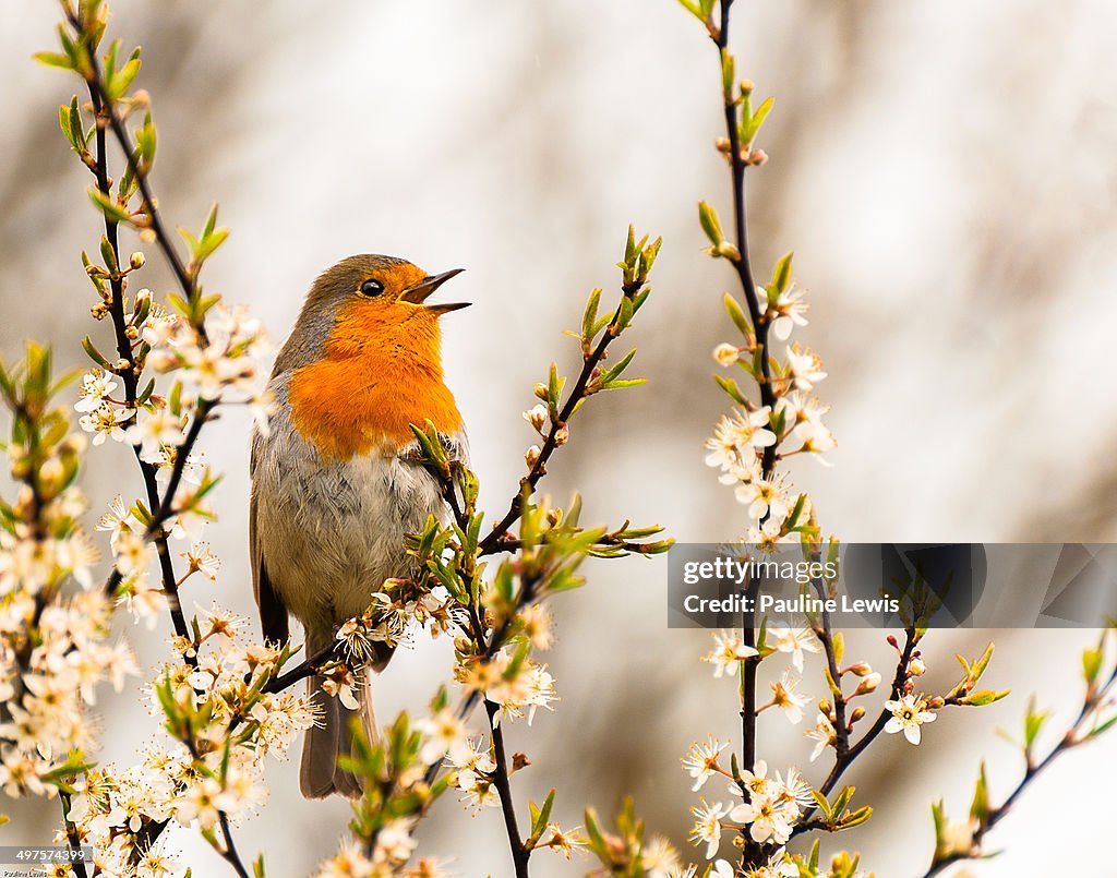 Robin in the Blackthorn