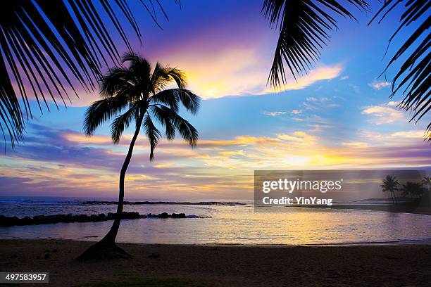 sunset sihouette palm tree on poipu beach of kauai hawaii - kauai stockfoto's en -beelden