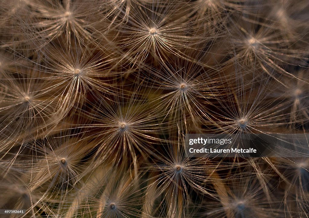 Close up of dandelion seeds