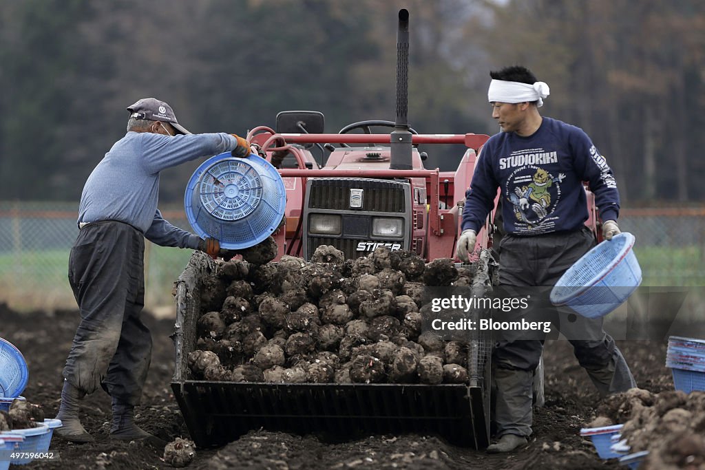 Farmers Harvest Konjac Roots