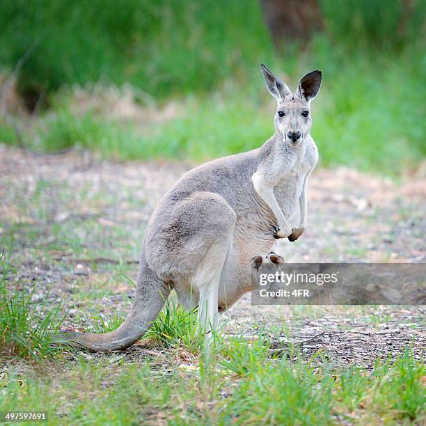 newborn kangaroo peaking out of mother's pouch - joey kangaroo stock pictures, royalty-free photos & images