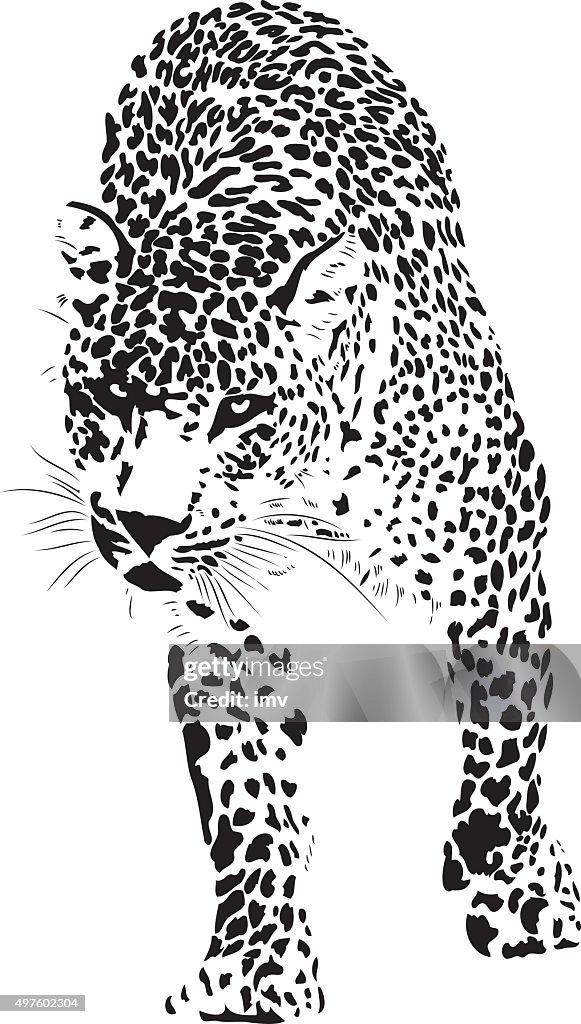 Leopard illustration (Panthera pardus)